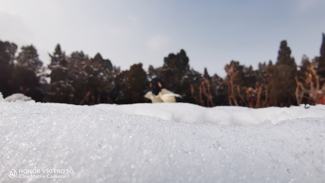 荣耀V30 Pro打卡景山公园 全场景记录2020年初雪 