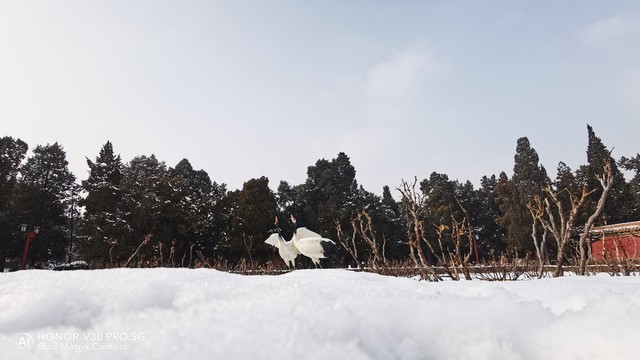 荣耀V30 Pro打卡景山公园 全场景记录2020年初雪 
